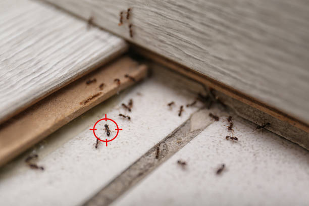 Best Rat Extermination Near Me  in Riesel, TX