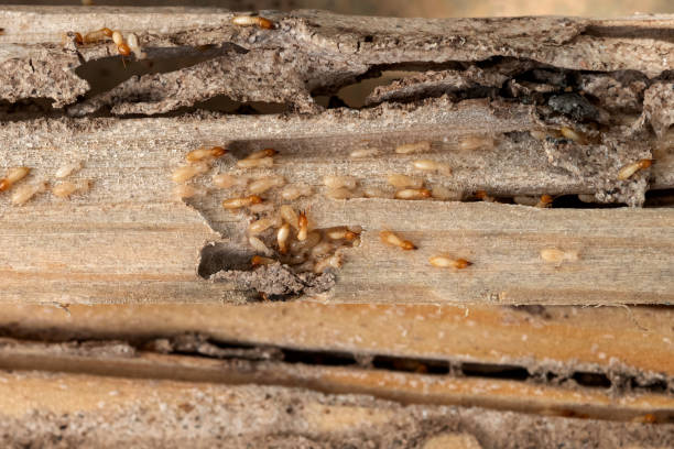 Best Mosquito Control Services  in Riesel, TX